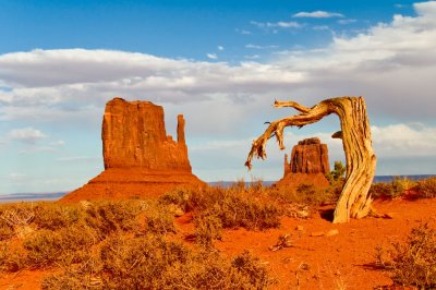 TwoMitternsWithDeadTree