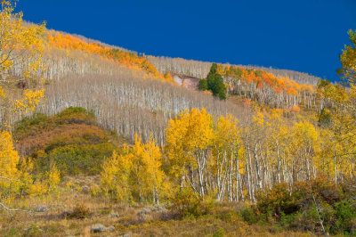 Aspens in Maroon Bells