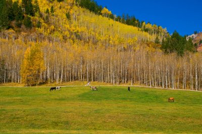 Horse Farm on Maroon Bells Rd