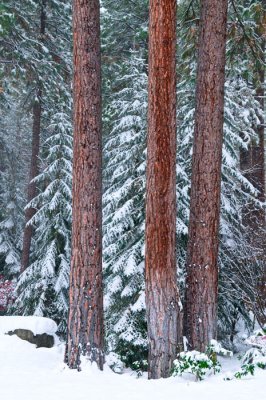 Lake Tahoe Trees in Snow