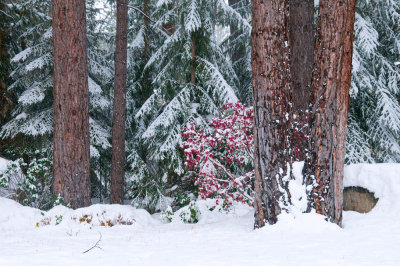 Lake Tahoe Trees in Snow