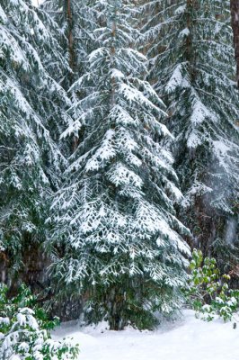 Lake Tahoe white Christmas tree