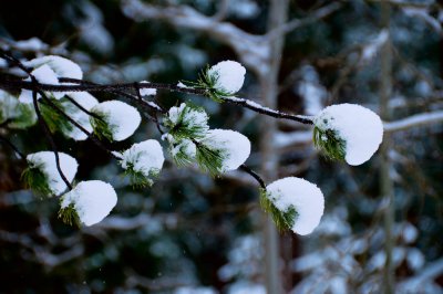 Lake Tahoe Snow