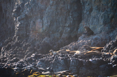 Seals at Anapaca Island