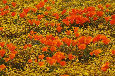 California Poppies