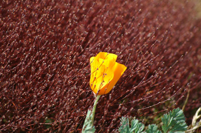 Poppy