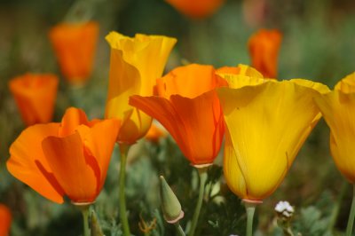California Poppies
