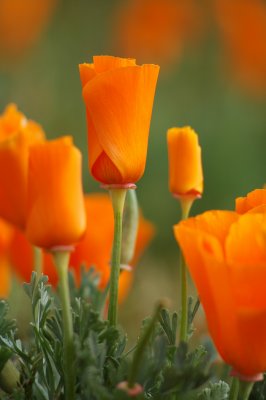 California Poppies
