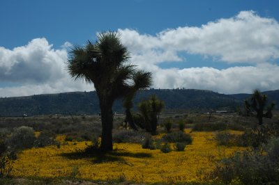Jashua Trees