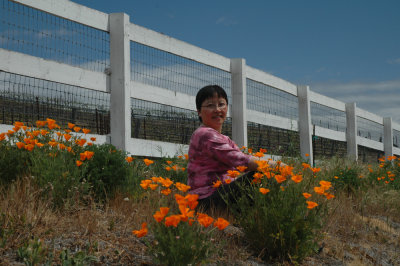 California poppies