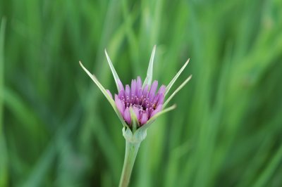 Wildflower