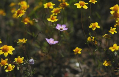 wildflowers_2006