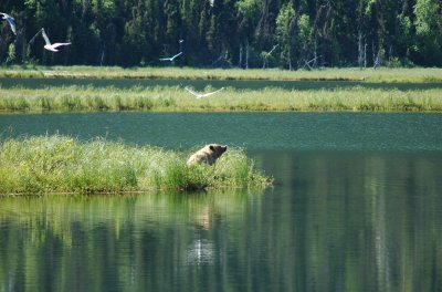 Homer Bear-Lake.jpg