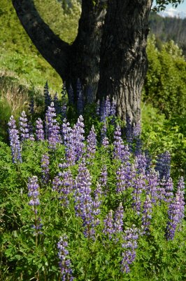 Homer Wildflowers.jpg