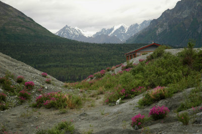 Alaskamatanuska Glacia-flower.jpg
