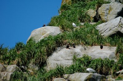 Seward Harbor-Island4.jpg