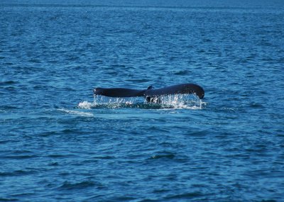 Seward Harbor-Island-Whale.jpg