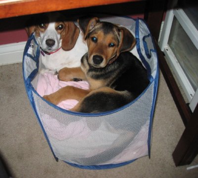 Basket of dogs.  Lola climbed into Daisy's 'bed' :)
