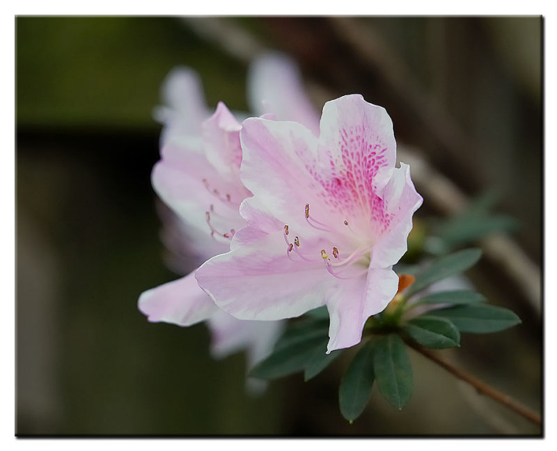 George Tabor Azalea