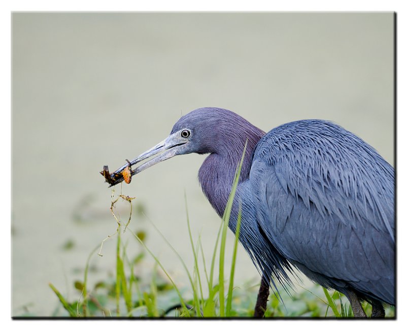 Little Blue Heron