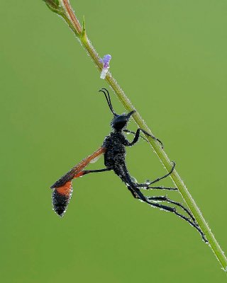 Thread Waisted Wasp