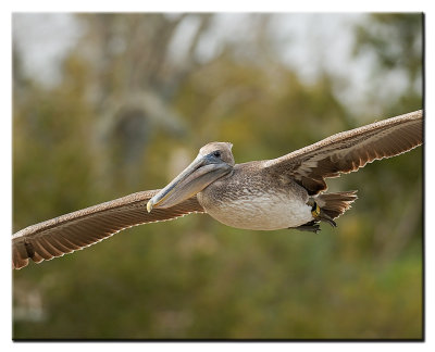 Tagged Brown Pelican
