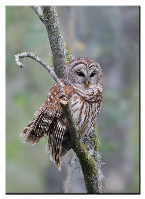 Barred Owl