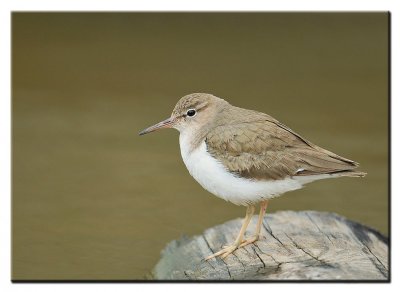 Spotted Sandpiper