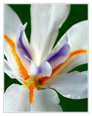 Butterfly Iris