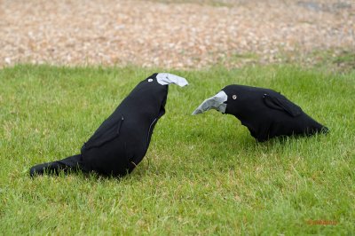 Crows