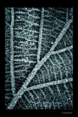 Frosted Leaves