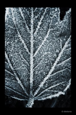 Frosted Leaves