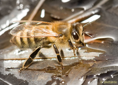 Honey Bee