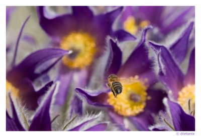Pasque Flowers and Bee