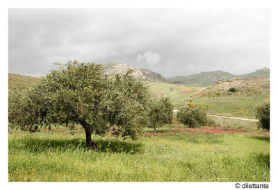 Olive Tree Landscape, Eraclea Minoa