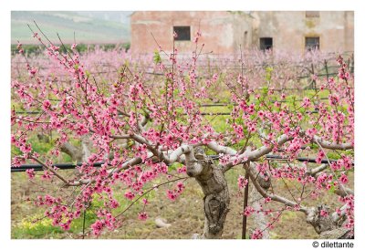 Peach Blossom