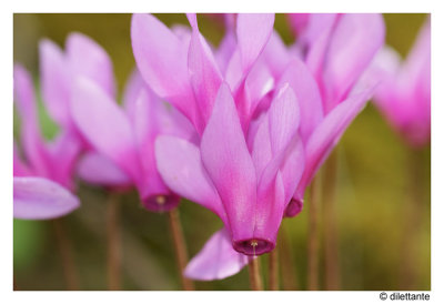 Wild Flowers
