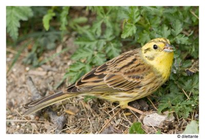 Yellowhammer