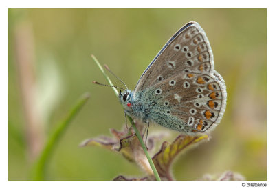 Common Blue (Male Underside, with parasitic mite)