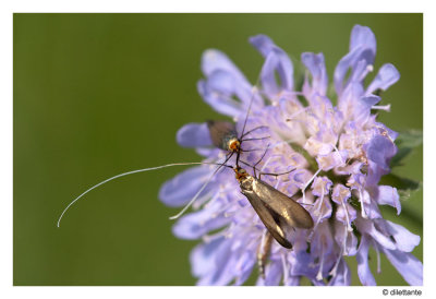 'Longhorn' moth (Nemophora sp.)