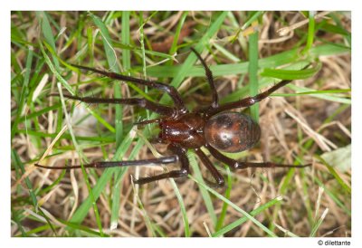 European Cave Spider (meta menardi / meta bourneti)