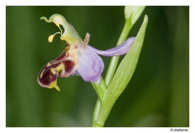 Bee Orchid side view