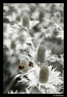 Bees with Selective Desaturation