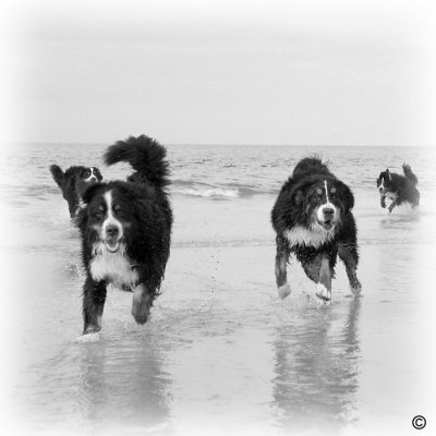 Bernese Mountain Dogs