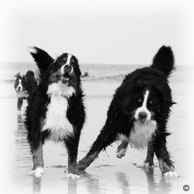 Bernese Mountain Dogs