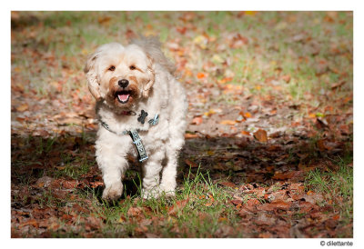 Tibetan Terrier