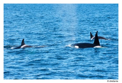 Orca pod