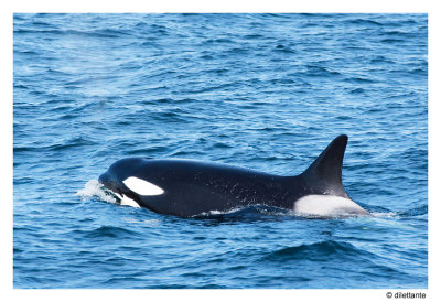 Orca female