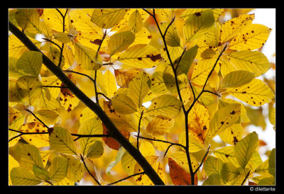 Yellow beech leaves