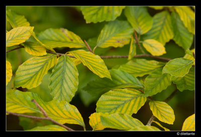Green and yellow beech